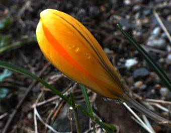 A crocus prepares to bloom on Douglas Island in early April 2015.