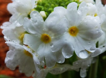 Close-up of tiny Primrose flowers as they bloom in a North Douglas garden.