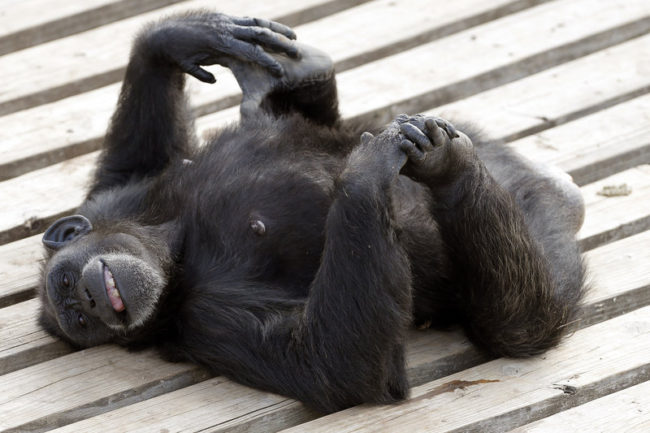 Star enjoys a moment in the sun at the Chimp Haven sanctuary in Keithville, La. (Photo by Brandon Wade/AP Images for The Humane Society of the United States and Chimp Haven)