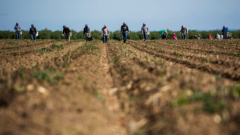 Workers pick asparagus at Del Bosque Farms in Firebaugh, Calif., April 6, 2015. This year, some farmers in the state will get water, others won't, simply based on when their land was first irrigated. (Photo by David Paul Morris/Bloomberg/Getty Images)