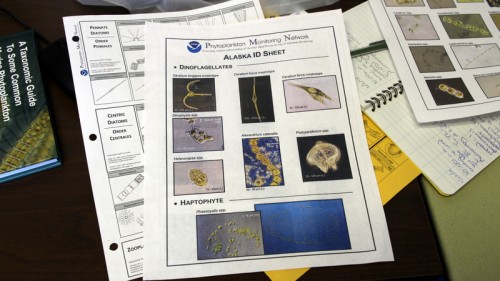 Identification keys from NOAA’s Phytoplankton Monitoring Network in Charleston, SC.