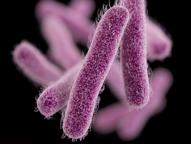 Shigella is a huge problem around the world. The bacteria infect about 100 million people each year and kill about 600,000. CDC/Science Source