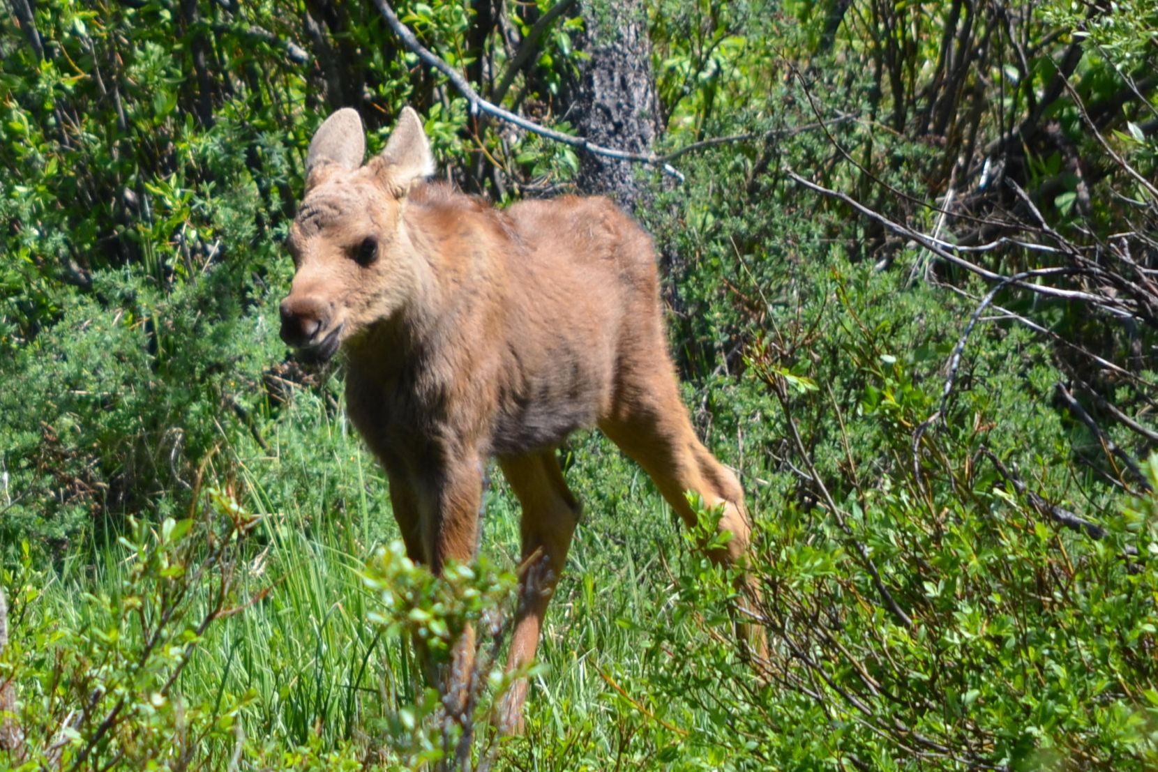 Moose calf. (Cretaive Commons photo by Shana Waller)