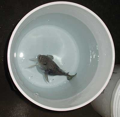 Egg-bearing Arctic cod in bucket. Scientists were able to extract eggs from mature fish and successfully rear them in a laboratory setting. This is a big deal because now scientists will be able to learn a lot more about Arctic cod spawning, which has been difficult to study, as much of this activity occurs during winter months under the Arctic ice. (Photo courtesy NOAA Fisheries)