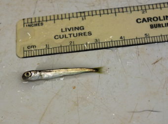 Pink salmon fry at Auke Creek weir poses for a picture before heading out on its big journey around the North Pacific.