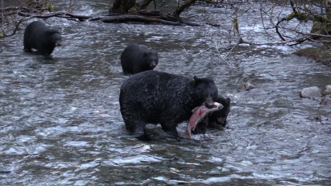 Bear 103 fishes Steep Creek with cubs in October 2014 in this this still from a video provided by the U.S. Forest Service. (Video still courtesy Jos Bakker, USFS bear volunteer)