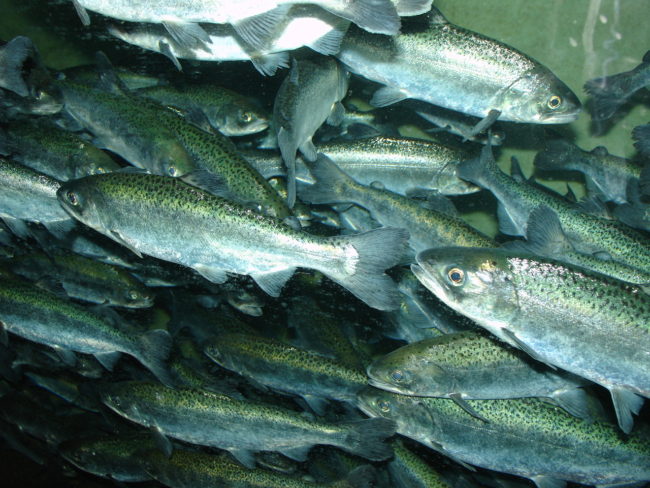 Chinook salmon. (Creative Commons photo by Zureks)