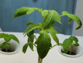 Tomato seedlings outpace basil in a hydroponic planter.