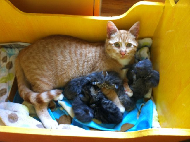 Henry with his litter of three-week old kittens. 