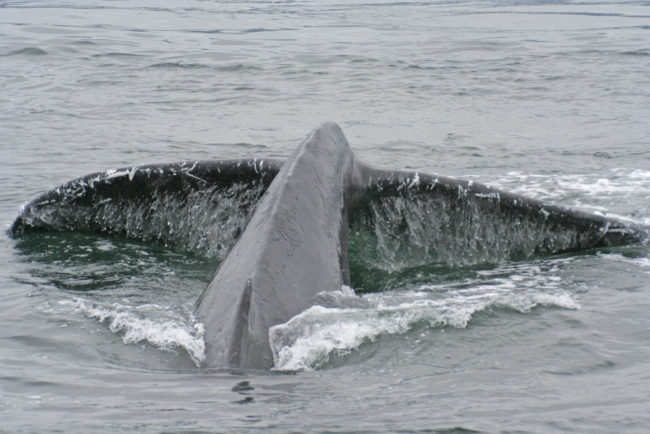 Humpback whale diving in Juneau. (Creative Commons photo by Tony Hisgett)