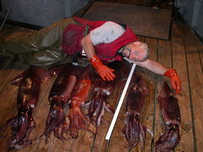 NOAA fisheries biologist Joe Orsi poses with Humboldt squid caught during a 2005 Gulf of Alaska survey that coincided with a warm water event. (Photo courtesy of Joe Orsi)