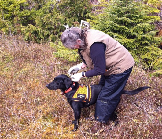 Carol Towne gets Pace ready to search for a volunteer victim, hiding in a muskeg. (Photo by Leila Kheiry/KRBD)