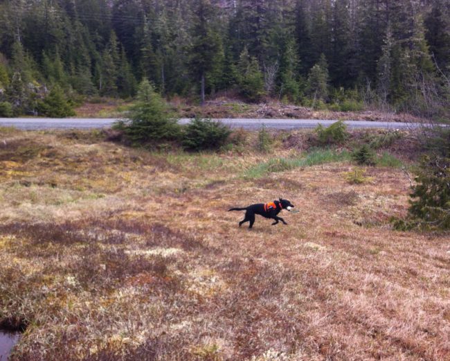 Pace is rewarded for a successful search with a game of fetch. (Photo by Leila Kheiry/KRBD)