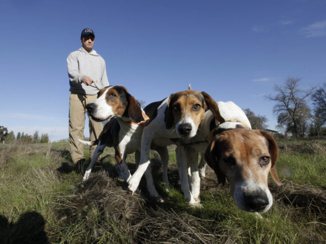 Josh Brones walks his hunting dogs, Dollar (from left), Sequoia and Tanner, near his home in Wilton, Calif., in 2012. Rich Pedroncelli/AP