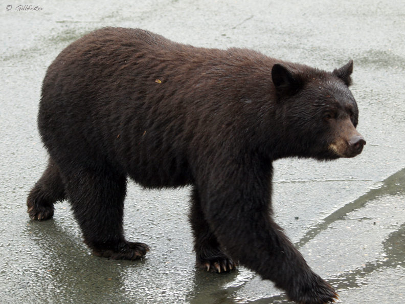 Motorists should slow down or stop when they see a bear on or near a road. This photo was taken in September 2008. (Creative Commons photo by Gillfoto) 