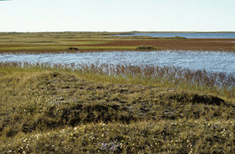 Pond on ANWR coastal plain. (Photo courtesy of U.S. Fish and Wildlife Service)