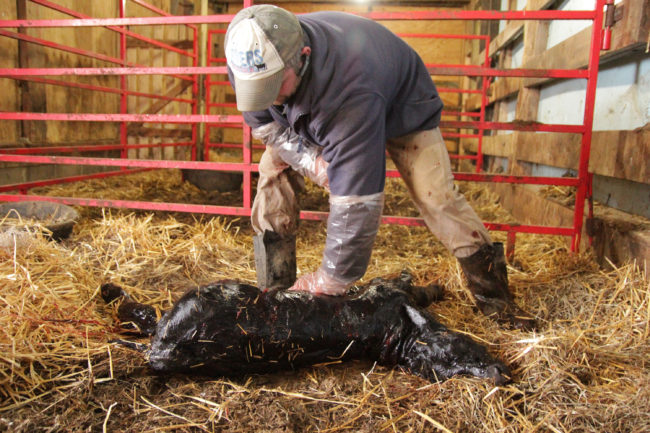 Dan Byers, an elite-cattle breeder, checks the heartbeat on a newborn calf, born from an embryo implanted in a surrogate heifer. Because the calf was delivered via C-section, he sprinkles sweet molasses powder on her to prompt the surrogate mother cow to lick her clean. Abby Wendle/Harvest Public Media