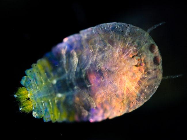 This male Sapphirina copepod, collected in the Mediterranean Sea, reflects and diffracts light through tiny plates situated in the epidermal cells covering its surface. Christian Sardet/CNRS/Sharif Mirshak/Parafilms/Tara Expeditions