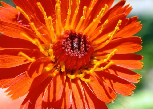 Orange hawkweed flower (Creative Commons photo by Michael Shephard/USDA Forest Service)