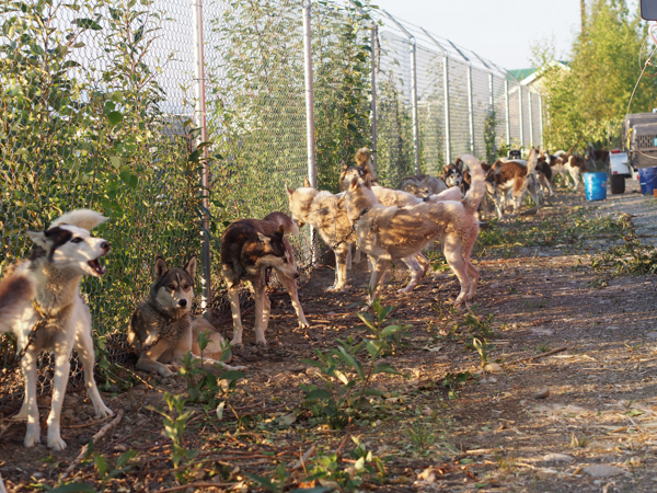 A coordinated emergency plan reassessed just week ago by the Willow Mushers Association helped evacuate hundreds of sled dogs to safety during the rapid spread of the Sockeye fire. (Photo by Zachariah Hughes, KSKA)