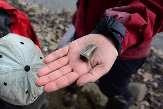 A paleontologist holds a newly-discovered fossil dinosaur tooth on the Colville River. Annual erosion of the crumbling Colville River bluffs causes fossils to spill onto the riverbanks every year. (Creative Commons photo by Paxson Woelber)