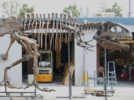 A worker assembles the tail of the Giganotosaurus skeleton at a warehouse in Chatsworth, Calif. (Photo courtesy Don Lessem)