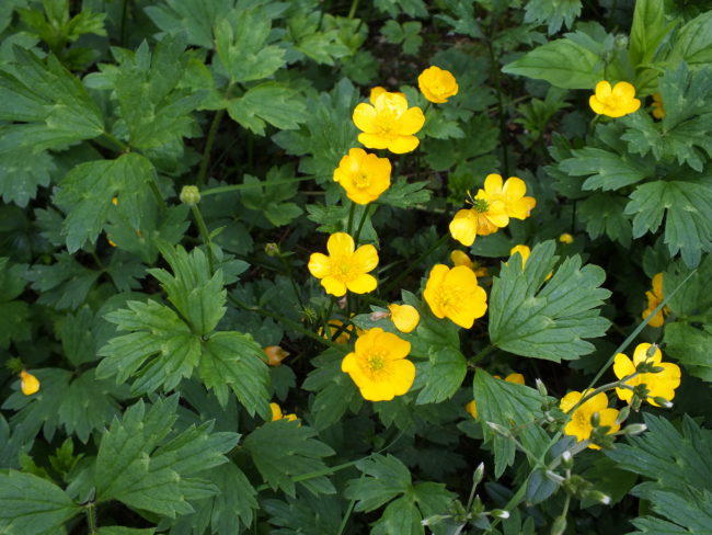 European buttercups take over a flower bed. (Photo by Matt Miller/KTOO)