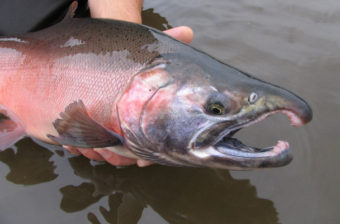 Chinook King Salmon Yukon