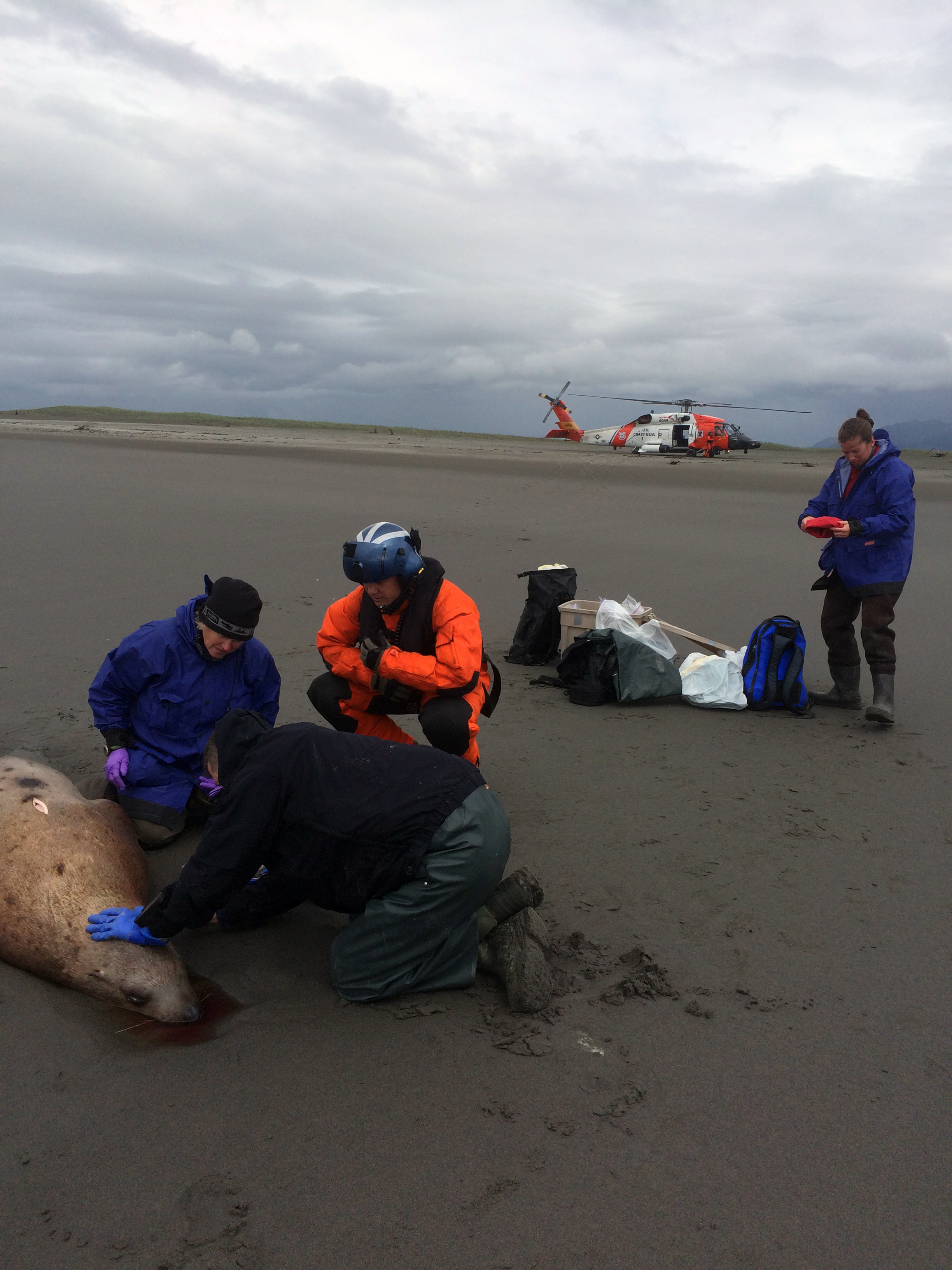 (L-R) Kate Savage (NOAA), Noah Meisenheimer (NOAA), Lt. Matthew Keiper (US Coast Guard), and Sadie Wright (NOAA) collect samples from a dead Steller sea lion near Cordova, Alaska. (Photo courtesy NOAA)