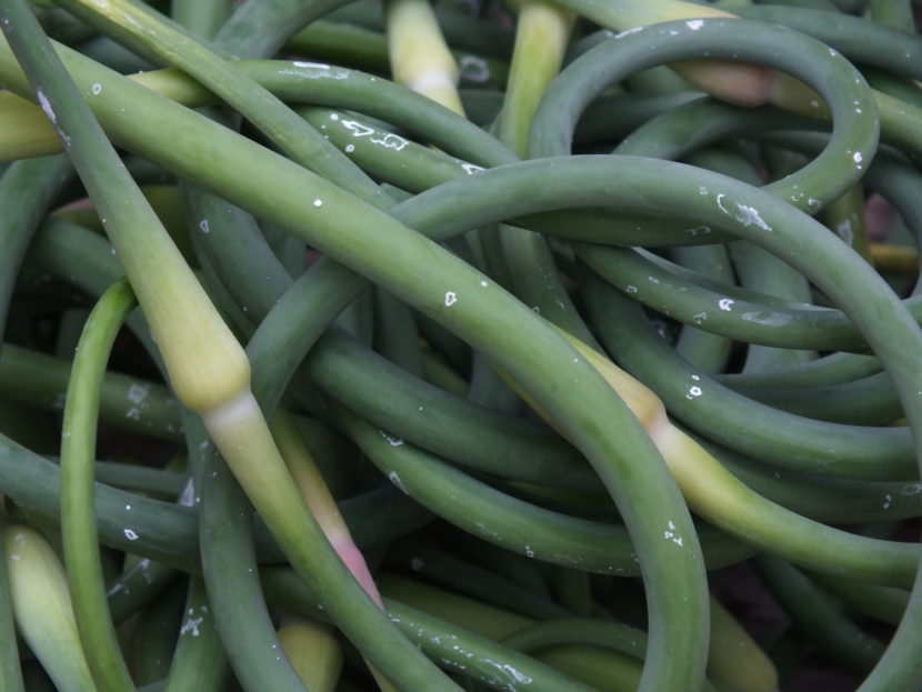 Recently harvested garlic scapes.