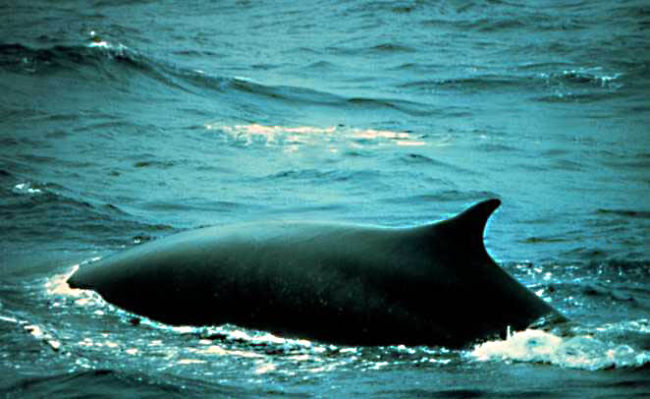 Fin whale arching for a deep dive, showing characteristic backswept dorsal fin. (Public domain photo from Wikipedia)
