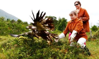 An immature bald eagle is released at Sitka's Alaska Raptor Center. Feathers shed by healing and resident eagles are sent to a collection center for distribution to Lower-48 tribes. (Photo courtesy Alaska Raptor Center)