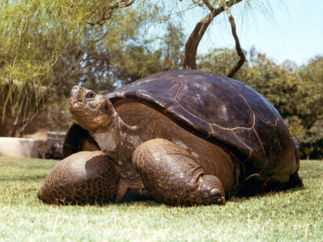 This undated photo from the San Diego Zoo shows Speed, a Galapagos tortoise that has been at the zoo since 1933. The zoo reported Friday that Speed had been euthanized at an estimated age of more than 150 years. AP