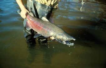 Chinook salmon, otherwise known as a king. (Photo courtesy U.S. Fish and Wildlife Service)