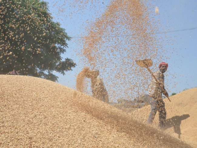 A farm laborer uses a sieve to separate grains of wheat from the husk in Amritsar, India.