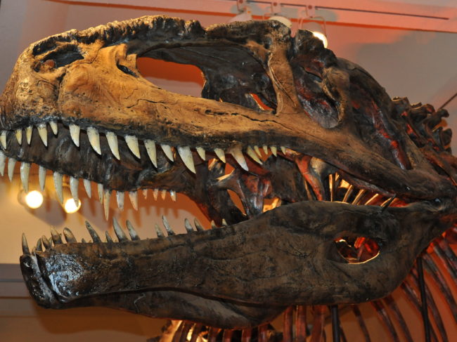 The skull of a Giganotosaurus. (Photo Courtesy Don Lessem)