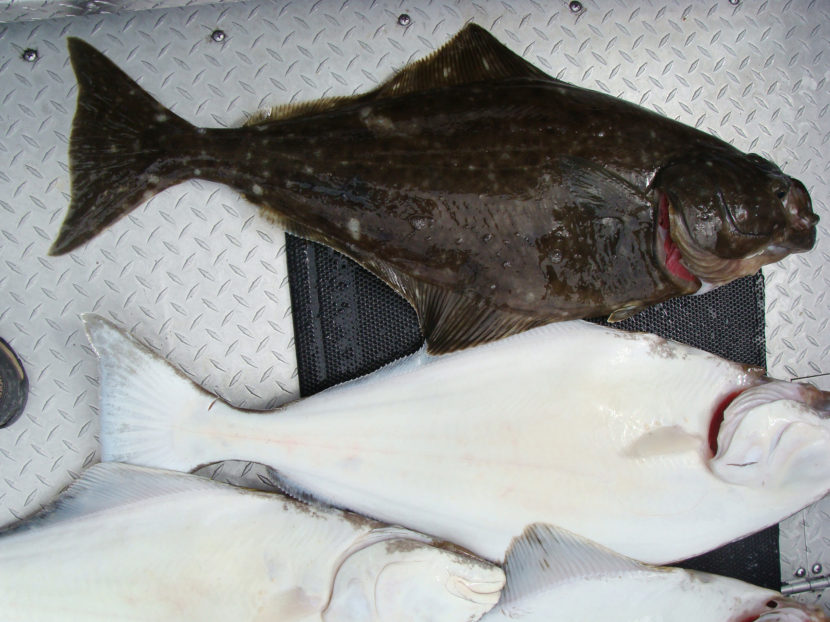 Pacific Halibut caught in Cook Inlet in June 2010.