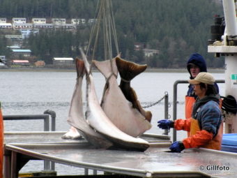 Crewmen load halibut near Juneau. (Creative Commons photo by gillfoto)