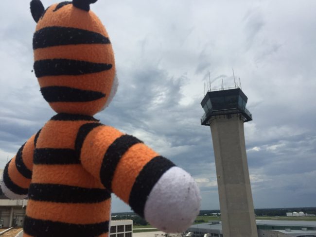 Hobbes the tiger surveys the scene at Tampa International Airport, where he was briefly stranded. (Photo courtesy Tampa International Airport)