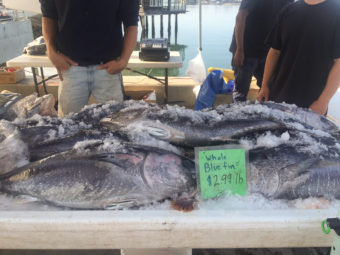 pound bluefin threatened fisherman
