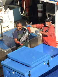 Workers get more bluefin tuna from the deck of the Barbara H., David Haworth's vessel, to bring up on the dock for sale. (Photo by Clare Leschin-Hoar for NPR)