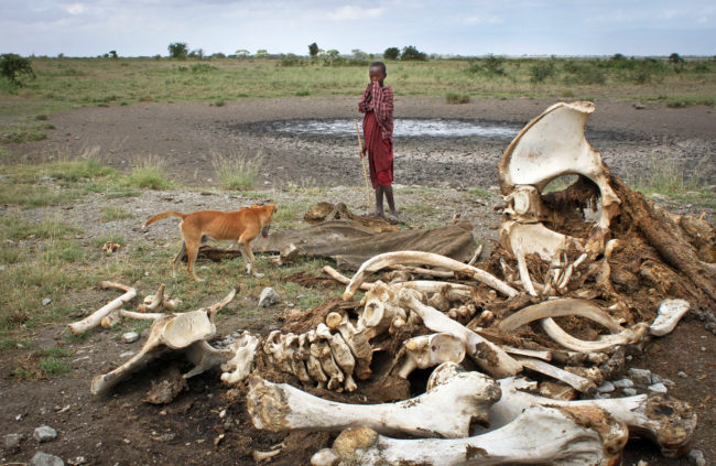 A Maasai boy and his dog, near the skeleton of an elephant killed by poachers outside of Arusha, Tanzania, in 2013. Jason Straziuso/AP