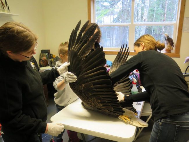 Eagle Foundation staff and visiting vet Michelle Oakley examine an injured eagle. (Photo courtesy of American Bald Eagle Foundation)