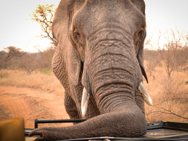 An elephant in South African offers an up-close glimpse of its prodigious instrument. According to Sean Hensman of Adventures with Elephants, trunks like this one could help the U.S. Army develop a better landmine sensor. Greatstock/Barcroft Media/Barcroft Media