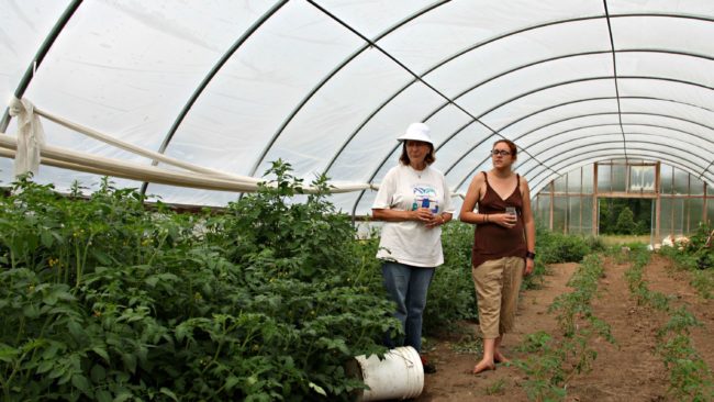 Organic farmers Margot McMillen and Julie Wheeler check on their tomato plants. They moved the plants into a greenhouse to protect them from pesticide drift. Kristofor Husted/Harvest Public Media