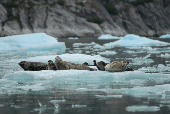 Harbor seals rest on ice near South Sawyer Glacier in 2007. (Photo courtesy NOAA's Alaska Fisheries Science Center)