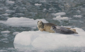 A harbor seal pup and its mother rest on ice at the base of Northwestern Glacier in Kenai Fjords National Park in June of 2011. More than 350 female seals with pups were spotted in the area. (Photo by Gregory "Greg" Smith/Creative Commons)
