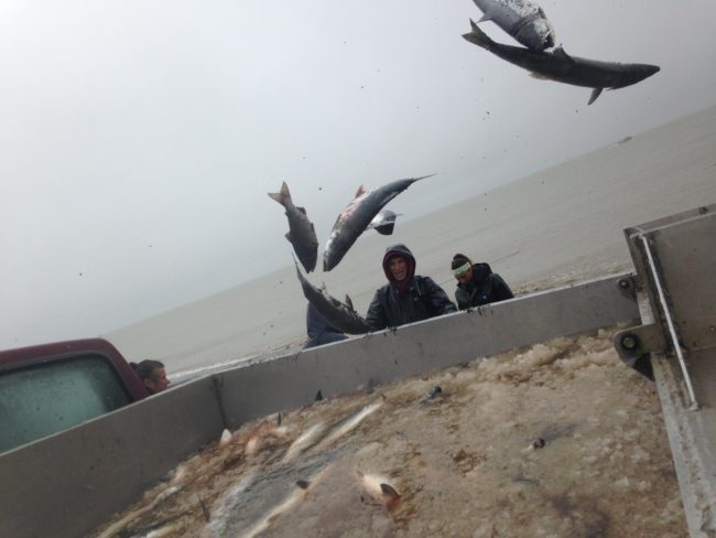 Fish picked out of the net find their way to the ice slush in the back of the truck. The crew then delivers the catch to the cannery down the beach. (Photo by Matt Martin/KDLG)