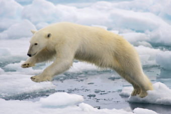 Polar bear jumping on fast ice. Creative Commons photo by Arturo de Frias Marques)