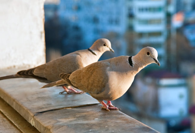 Two Eurasian Collared Doves perching on a balcony and about to take flight. (Creative Commons photo by Horia Varlan)